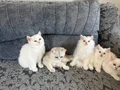 Ayıcık suratlı, bebek kedilerim
