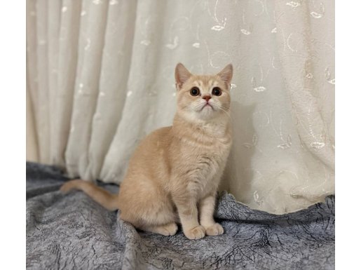 5 aylık British shorthair