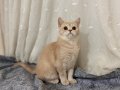 5 aylık British shorthair
