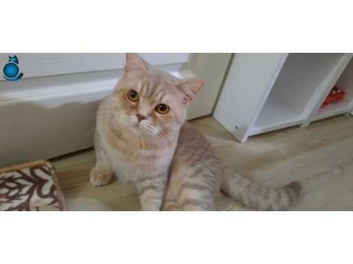 British 2 erkek 1 dışı 