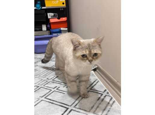 1.5 YAŞ KISIRLAŞTIRILMAMIŞ BRİTİSH SHORTHAİR NY12 TOP KAFA