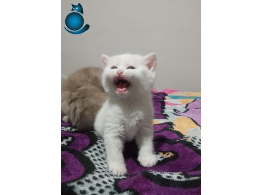 Son Kalan Beyaz British Bebeğimiz