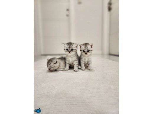 2 Aylık British Dişi Bebek