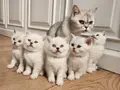 British Shorthair Harika Yavrular 