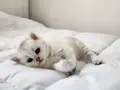 British Shorthair Harika Yavrular 