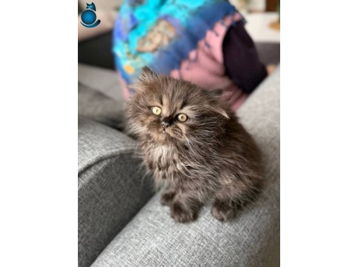 dünya güzelleri minikler