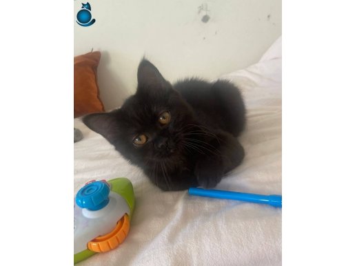 5 Aylık Oyun Delisi Siyah British Shorthair