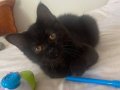 5 Aylık Oyun Delisi Siyah British Shorthair