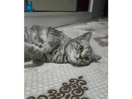 Acil yuva arıyoruz.