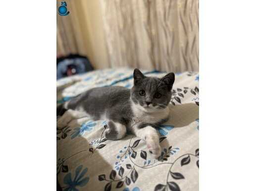 4 AYLIK DİŞİ BRİTİSH SHORTHAİR