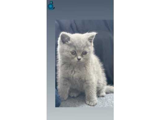 2 aylık ilgi manyağı tatlılık abidesi yavru dişi 