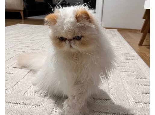 AŞILARI TAM 9 AYLIK EŞSİZ RENKLİ MAVİ GÖZLÜ İRAN KEDİSİ 