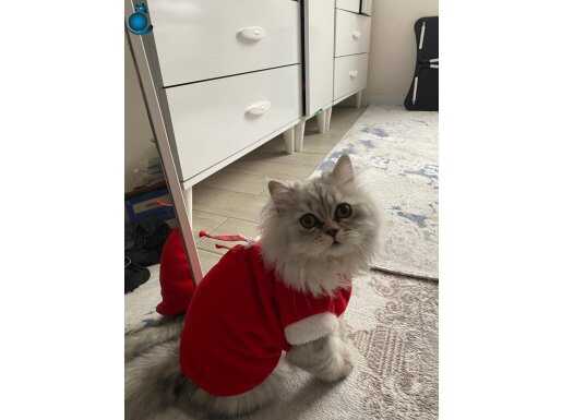 British longhair gri tüylü erkekkedi