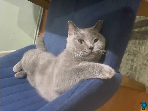 2023 dogunmlu kısır değil çipli saglıklı