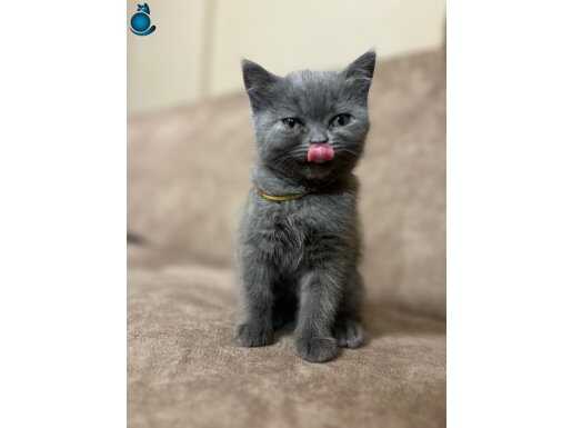 IRK GARANTİLİ GRİ BRİTİSH