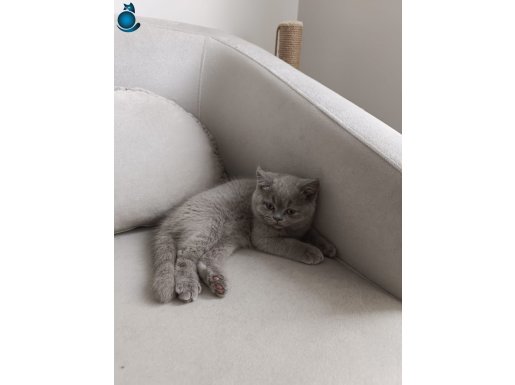 British Yeni Yuvalarını Beklıyor