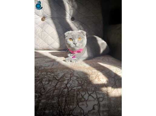 Mükemmel bir oyun kedisi