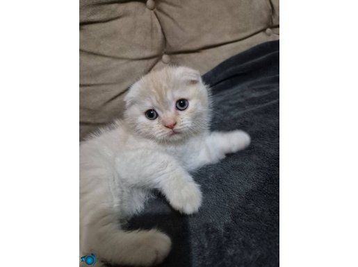 Pofuduk Scottish Fold Yavrularımıza Ömürlük Yuva
