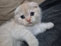 Pofuduk Scottish Fold Yavrularımıza Ömürlük Yuva
