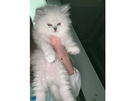 chincilla yavru 2 aylık erkek 