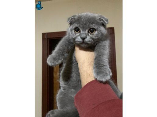 3 aylık duman rengi dişi scottish kedi