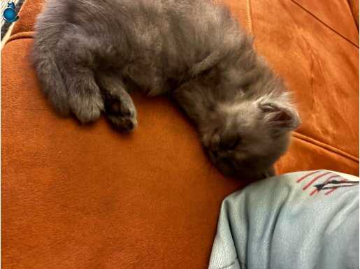 Sevimli British Longhair Yavruları