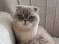 1.yaşında Erkek- uslu sevecen kedi British Shorthair