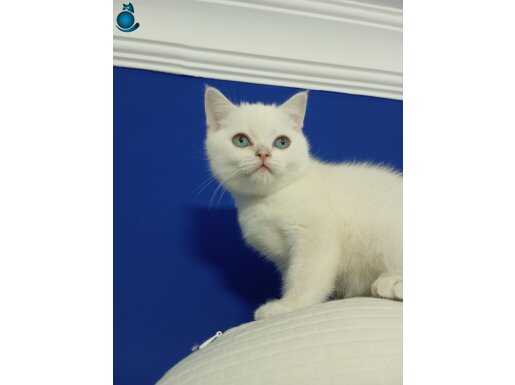 british shorthair Mavi gözlü Beyaz Dişi 