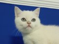 british shorthair Mavi gözlü Beyaz Dişi 
