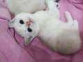 Kar Beyaz British Shorthair Yavrular 