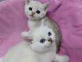 Kar Beyaz British Shorthair Yavrular 