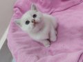 Kar Beyaz British Shorthair Yavrular 