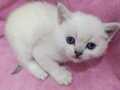 Kar Beyaz British Shorthair Yavrular 