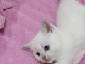 Kar Beyaz British Shorthair Yavrular 