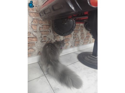 Bursa Nilüfer’de Evcil Kimlikli 10 Aylık Asil British Longhair