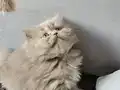 Prensesimiz sadık bir yuva arıyor