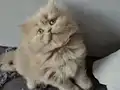 Prensesimiz sadık bir yuva arıyor