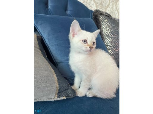 Ücretli sahiplendirme