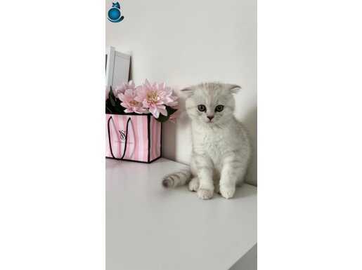 Scottish Fold 2 Aylık yavru 
