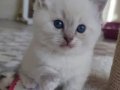 Derin Mavi Bakışlı Blue Mitted Prenses
