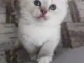 Derin Mavi Bakışlı Blue Mitted Prenses