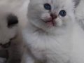 Derin Mavi Bakışlı Blue Mitted Prenses