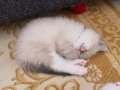 Derin Mavi Bakışlı Blue Mitted Prenses