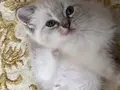 Derin Mavi Bakışlı Blue Mitted Prenses