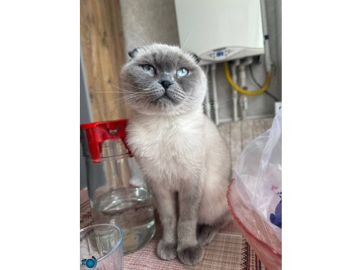 Scottish Blue Point 1.5 Yaş Dişi Kısır Çok uysal