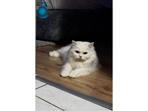 Beyaz British ücretsiz dişi