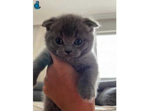 Scootish Cinsi 1 Aylık Dişi yavrular.kahverengi ve gri.