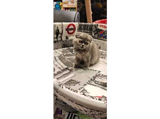 Dişi yavrularımız yeni sahiplerini bekliyor 