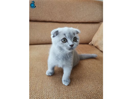 Safkan Güzellik Blue Point Scottish Fold