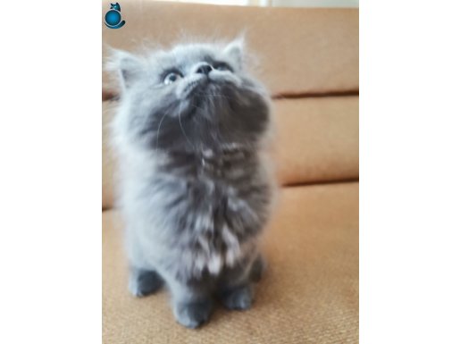 Safkan British Shorthair Blue | 2 Aylık, Tuvalet Eğitimli